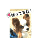 パピヨンの独り言！（個別スタンプ：9）