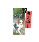 パピヨンの独り言！（個別スタンプ：10）