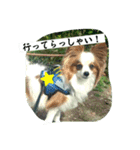 パピヨンの独り言！（個別スタンプ：11）