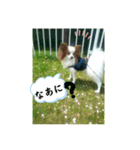 パピヨンの独り言！（個別スタンプ：12）