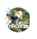 パピヨンの独り言！（個別スタンプ：13）