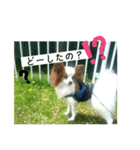 パピヨンの独り言！（個別スタンプ：14）