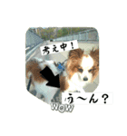 パピヨンの独り言！（個別スタンプ：15）