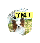 パピヨンの独り言！（個別スタンプ：16）