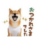 ツッコミ全開！白タンク柴の毎日スタンプ（個別スタンプ：38）