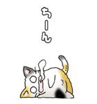 みけけ 01（個別スタンプ：23）