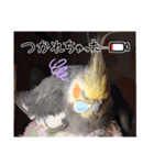 面白☆ギャグなオカメインコ 加工（個別スタンプ：4）