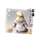 面白☆ギャグなオカメインコ 加工（個別スタンプ：8）