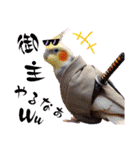 面白☆ギャグなオカメインコ 加工（個別スタンプ：11）