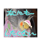 面白☆ギャグなオカメインコ 加工（個別スタンプ：16）