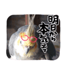 面白☆ギャグなオカメインコ 加工（個別スタンプ：17）
