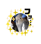 面白☆ギャグなオカメインコ 加工（個別スタンプ：18）