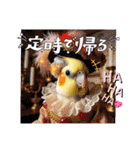面白☆ギャグなオカメインコ 加工（個別スタンプ：21）