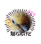 面白☆ギャグなオカメインコ 加工（個別スタンプ：22）