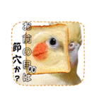 面白☆ギャグなオカメインコ 加工（個別スタンプ：23）