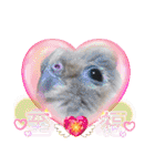 面白☆ギャグなオカメインコ 加工（個別スタンプ：25）