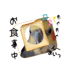面白☆ギャグなオカメインコ 加工（個別スタンプ：26）