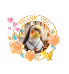 面白☆ギャグなオカメインコ 加工（個別スタンプ：29）