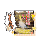 面白☆ギャグなオカメインコ 加工（個別スタンプ：35）