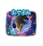 面白☆ギャグなオカメインコ 加工（個別スタンプ：37）