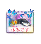 面白☆ギャグなオカメインコ 加工（個別スタンプ：38）