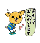 日常で使えるチワワさん（個別スタンプ：13）