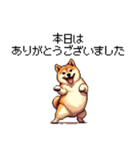 敬語で丁寧 大人ふとっちょ柴犬（個別スタンプ：1）