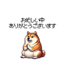 敬語で丁寧 大人ふとっちょ柴犬（個別スタンプ：2）
