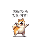 敬語で丁寧 大人ふとっちょ柴犬（個別スタンプ：13）