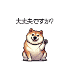 敬語で丁寧 大人ふとっちょ柴犬（個別スタンプ：16）