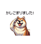 敬語で丁寧 大人ふとっちょ柴犬（個別スタンプ：21）