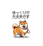 敬語で丁寧 大人ふとっちょ柴犬（個別スタンプ：32）