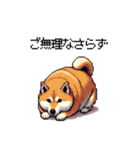 敬語で丁寧 大人ふとっちょ柴犬（個別スタンプ：34）