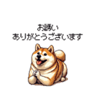 敬語で丁寧 大人ふとっちょ柴犬（個別スタンプ：35）