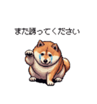 敬語で丁寧 大人ふとっちょ柴犬（個別スタンプ：36）