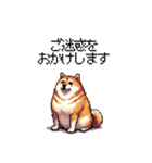 敬語で丁寧 大人ふとっちょ柴犬（個別スタンプ：39）