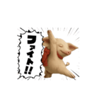 キュートなブタさん リアル4（個別スタンプ：3）