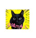 ひなとにゃにゃとウニとキョナン（個別スタンプ：8）