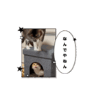 ペット達でっす！♡（個別スタンプ：3）
