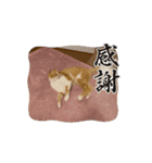 ペット達でっす！♡（個別スタンプ：7）