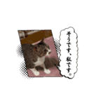 ペット達でっす！♡（個別スタンプ：9）