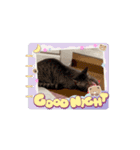 ペット達でっす！♡（個別スタンプ：11）