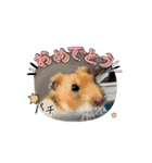 ペット達でっす！♡（個別スタンプ：13）