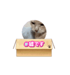 ペット達でっす！♡（個別スタンプ：14）