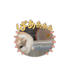 ペット達でっす！♡（個別スタンプ：16）