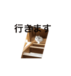 モカちゃんの（個別スタンプ：1）