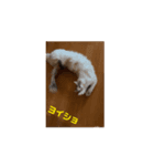 モカちゃんの（個別スタンプ：2）