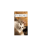 モカちゃんの（個別スタンプ：7）