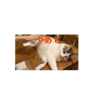 モカちゃんの（個別スタンプ：11）