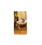 モカちゃんの（個別スタンプ：14）